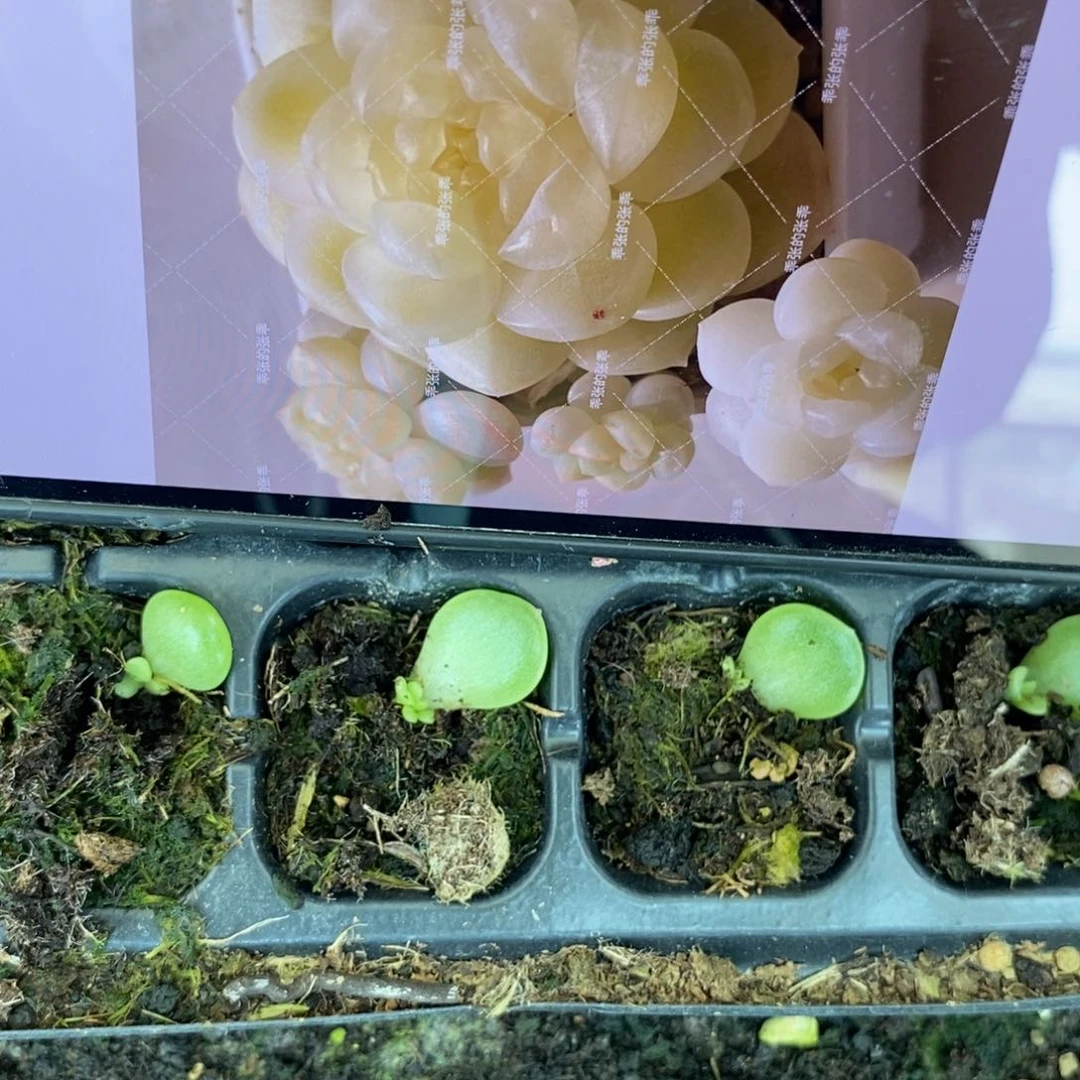 穴盘奶油财富c33芽苗一个多肉