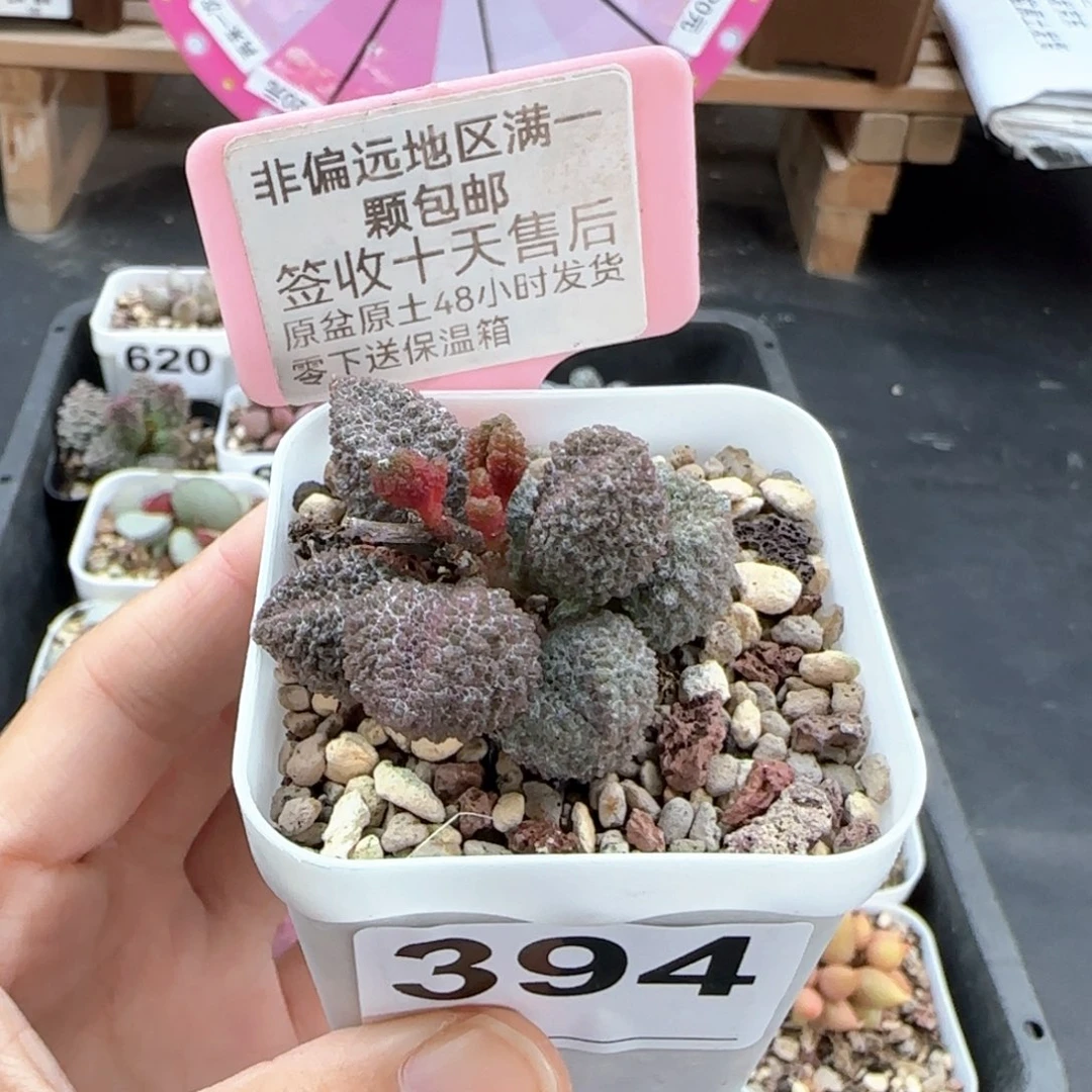 394荔枝皮多肉植物