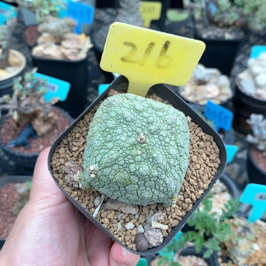 实生凝蹄玉多肉植物