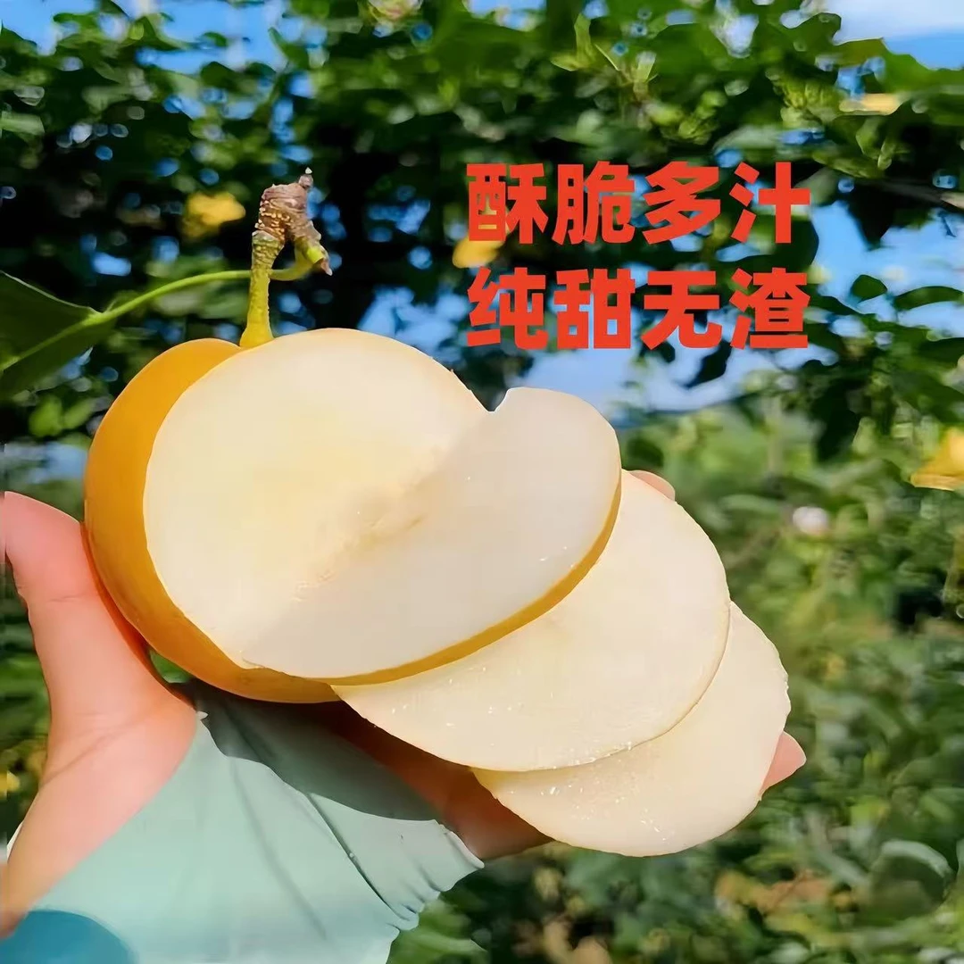山东莱阳风水梨丰水梨现摘现发脆甜多汁应季新鲜水果