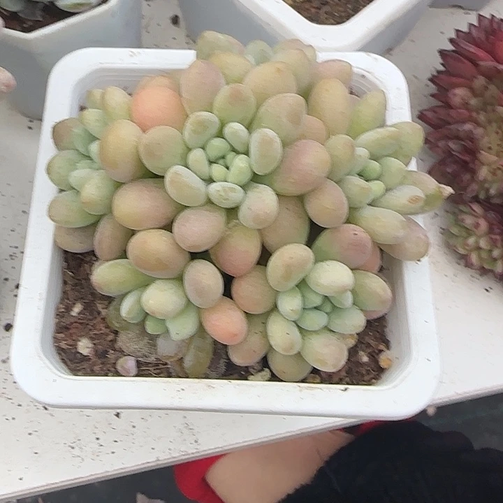 青蛙王子儿童牙膏11