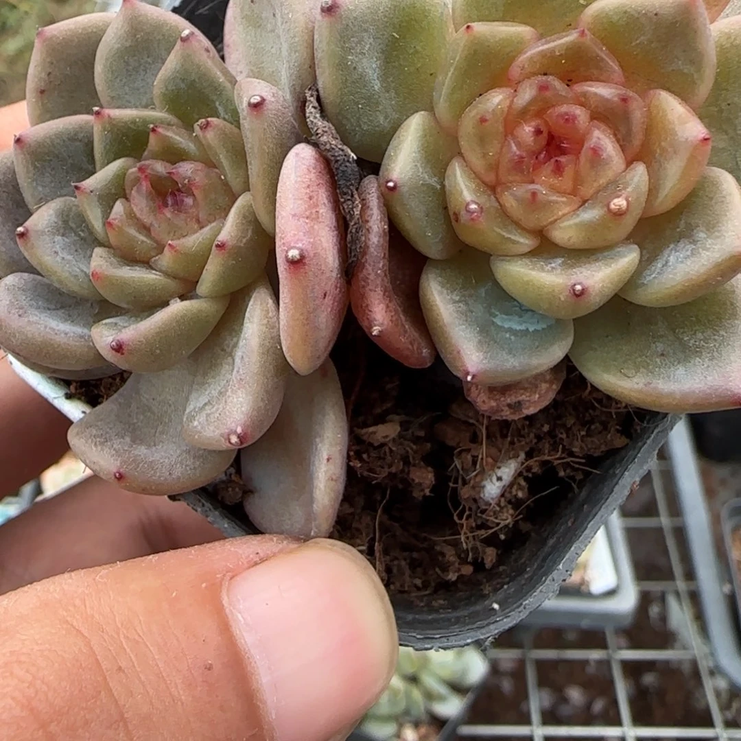 小卡拉米糖心一物一拍