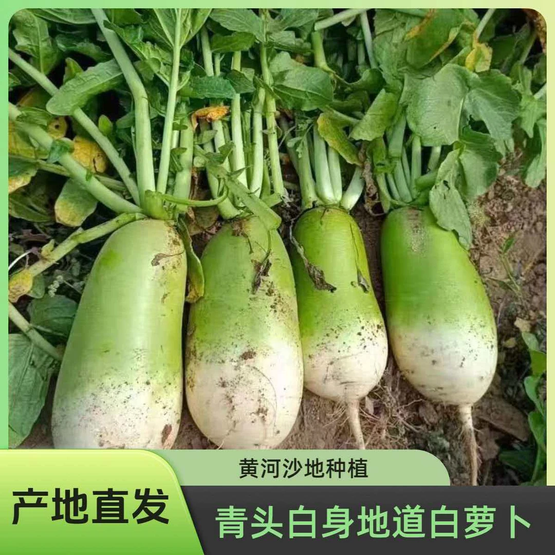 2025新鲜现挖爽脆多汁青皮萝卜农家自种青萝卜白萝卜当季时令蔬菜