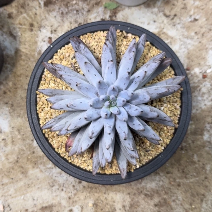 魔爪 叠叶  一物一拍