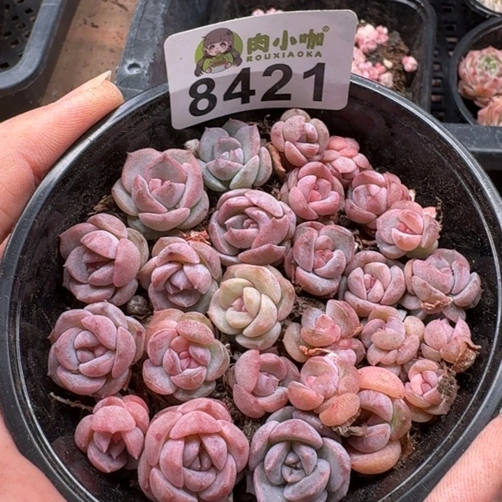 当前无花朵，栽培后可花朵多肉植物多肉植物