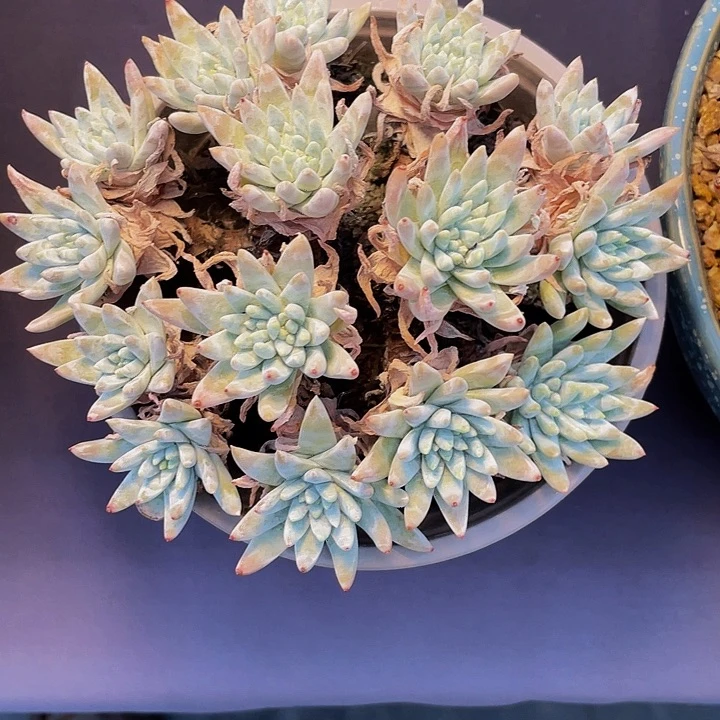 提***苏寄养多肉植物寄养