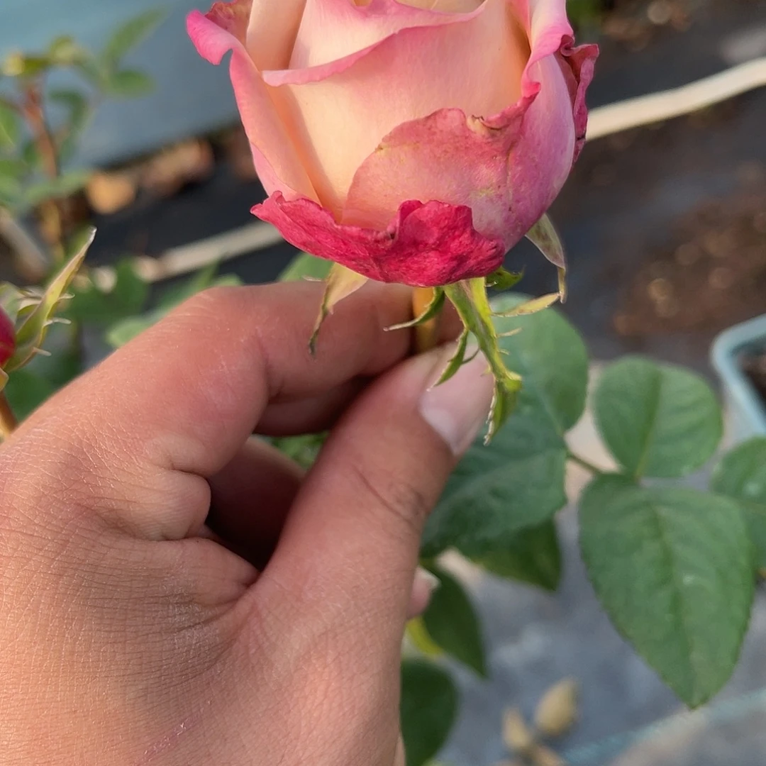 无花朵———测试159 福利款