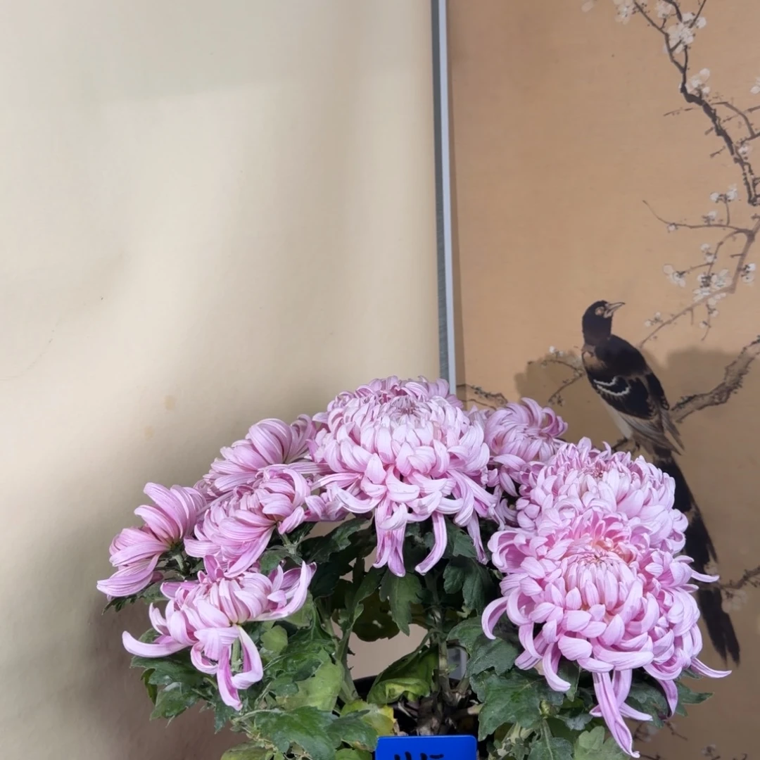 完全开放H55555555