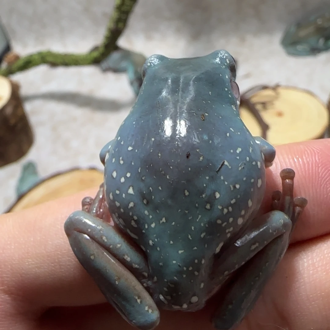 老爷树蛙 5 特蓝小爆