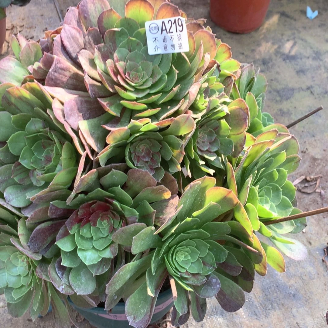 挖*季多肉植物花月夜219