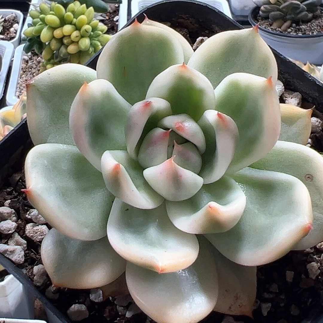 摩根锦白锦 小方花圃一单包邮非偏远