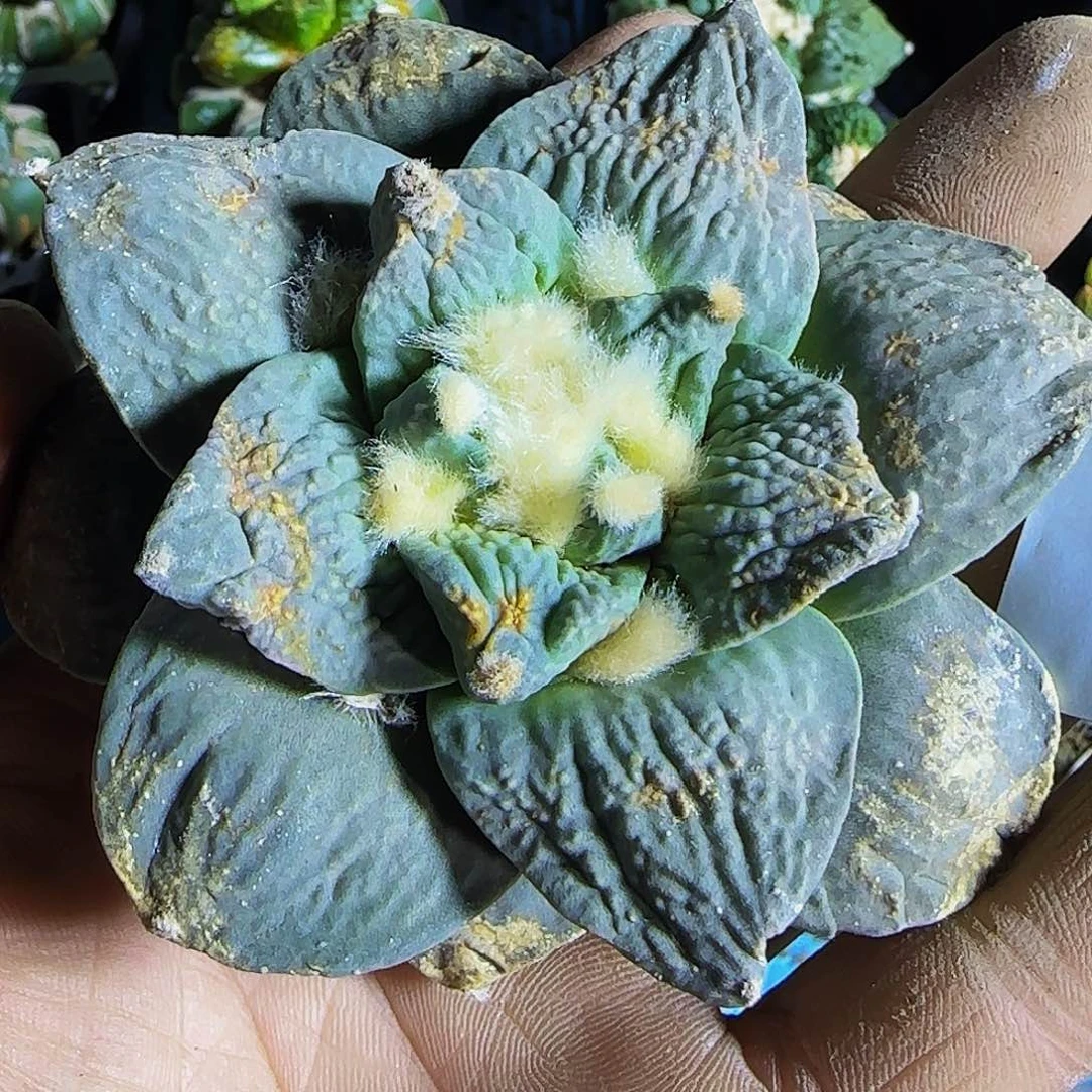 X*@怒涛208刚出根的