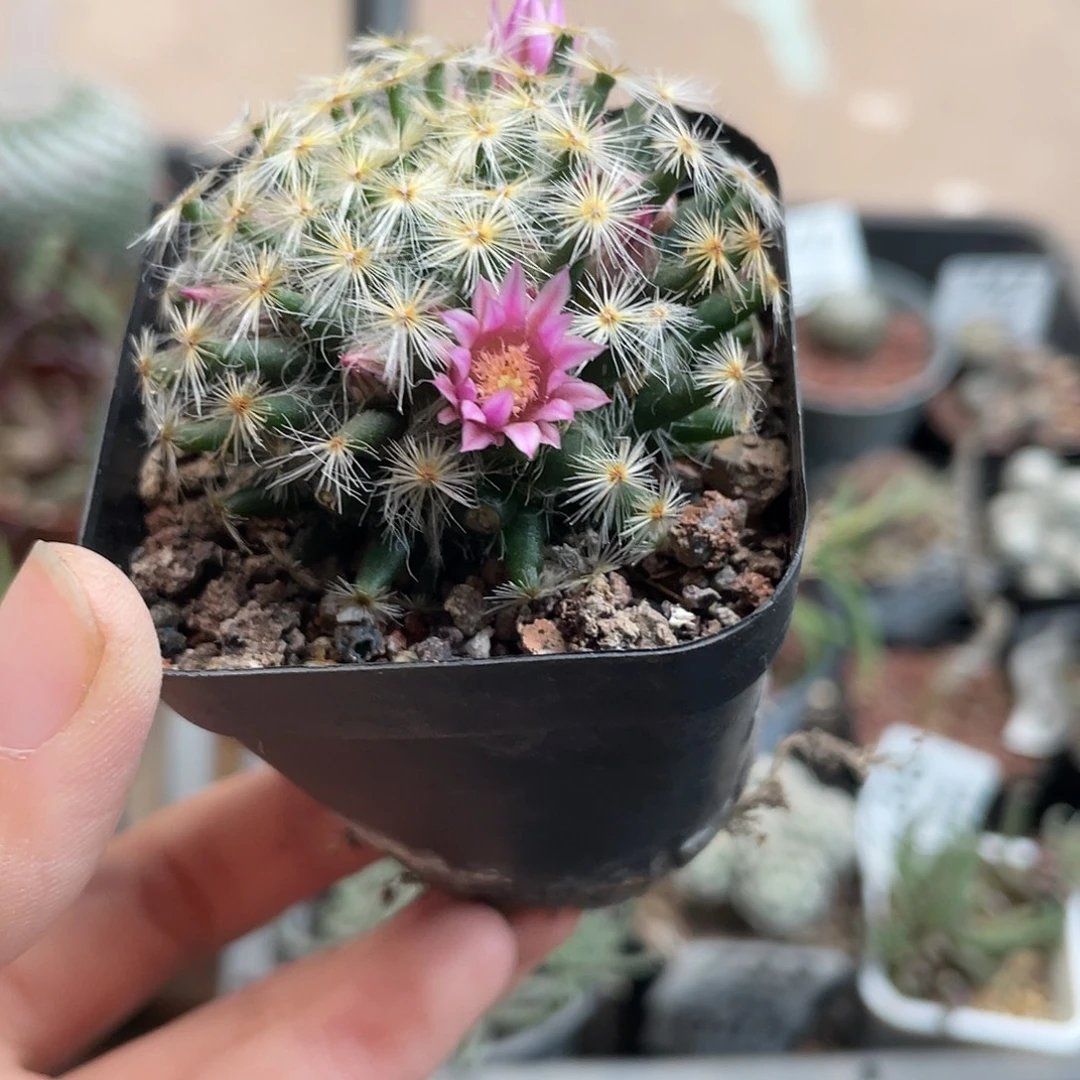 762明星（满18元包邮）