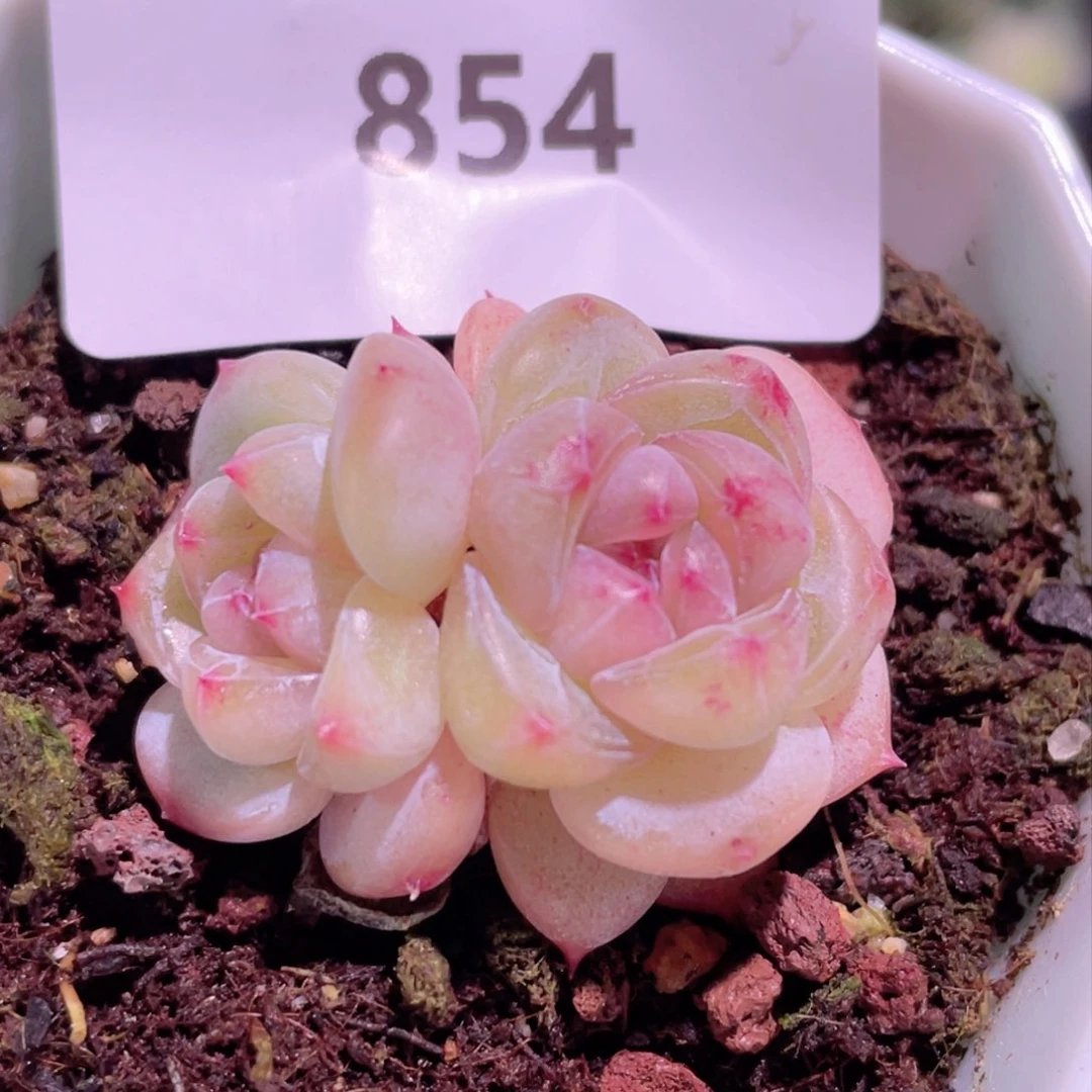 854号糖心冰心珍妮