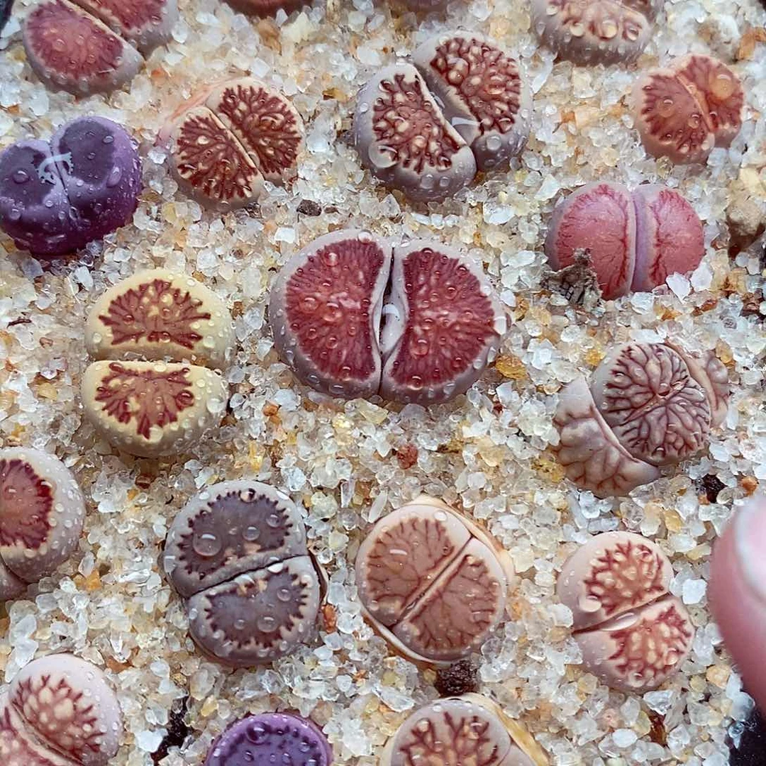 我还想和他们出去逛逛逛307