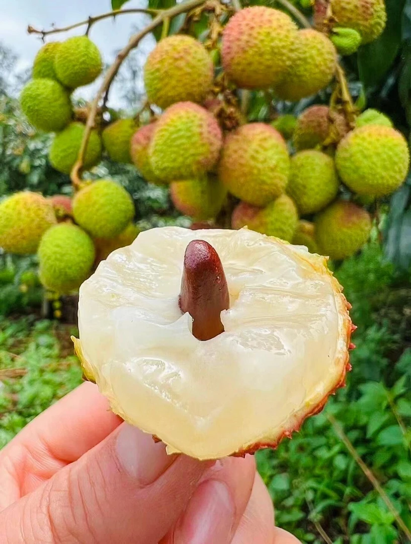 妃子笑荔枝自家果园冷链直发鲜甜多汁鲜荔枝整箱批发10斤现摘现发