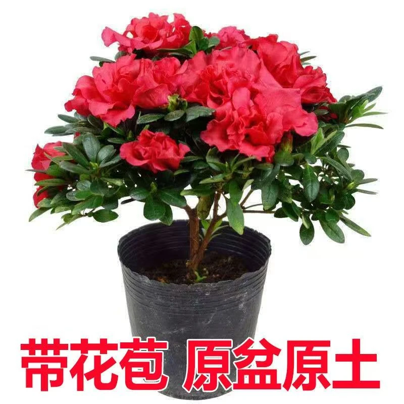 【带花苞发货】杜鹃花盆栽带带花室内阳台四季开花花苗年宵花好养