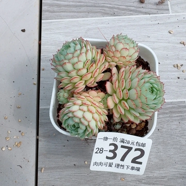 小红船无盆土发货多肉多
