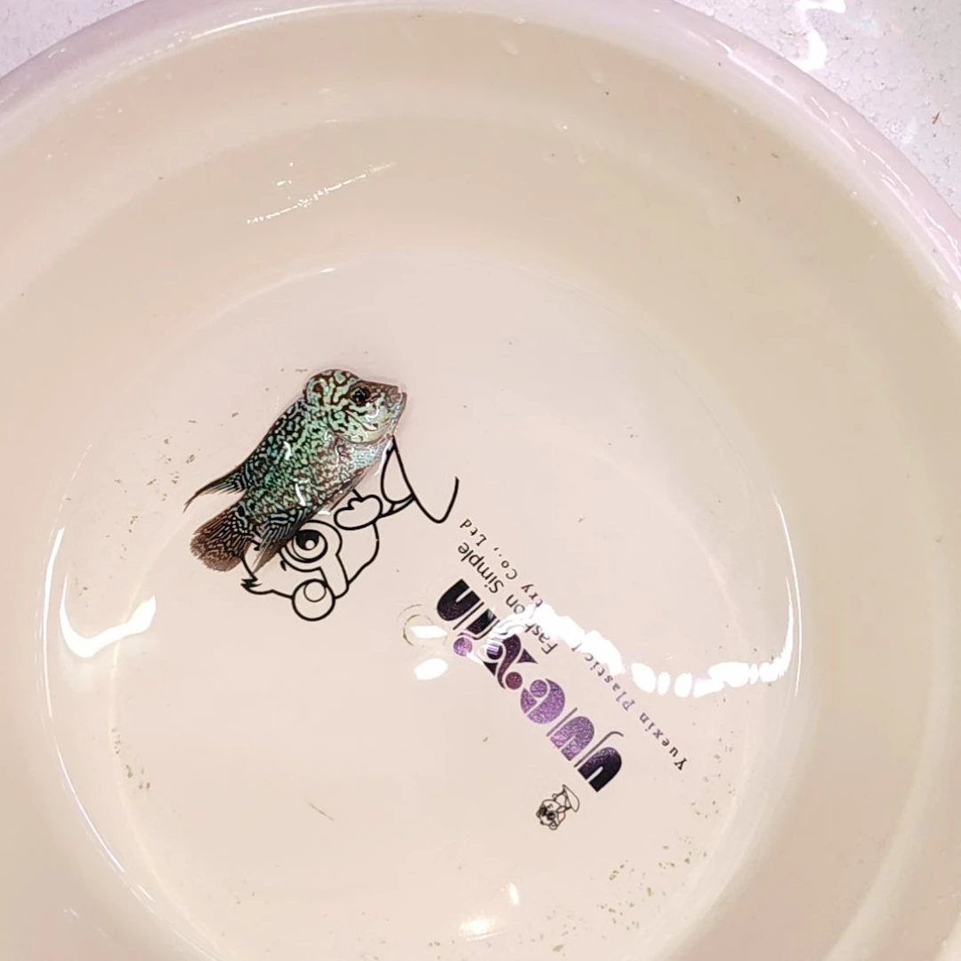 罗汉鱼鱼11111111111