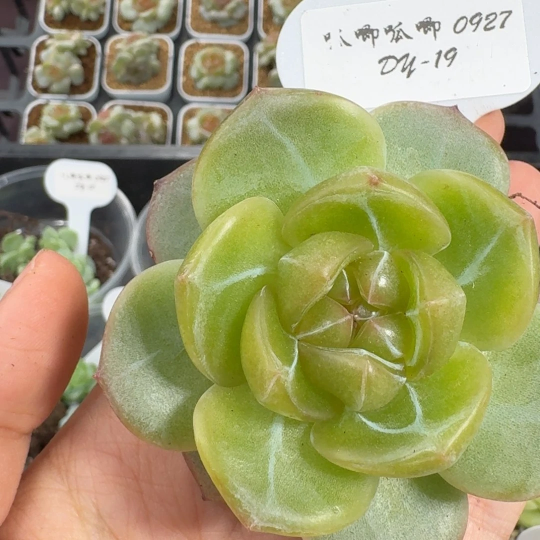 0927-019-30系列混单头