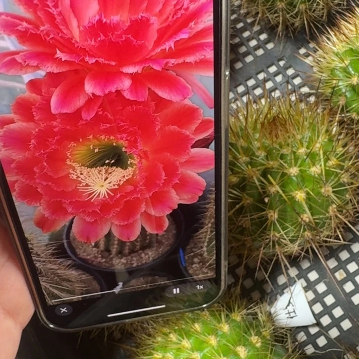 273毛花柱蒙娜丽莎歪无根侧牙5公分左右