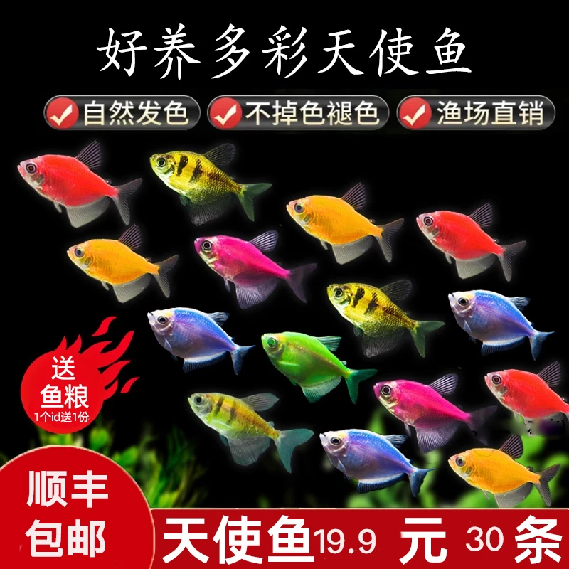 顺丰包邮   小号天使鱼 要有过滤