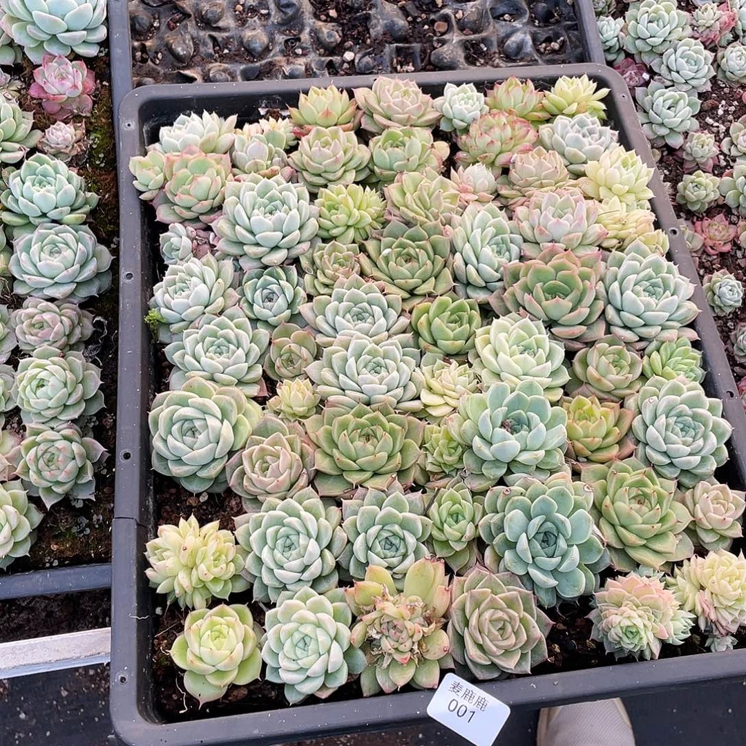 土***乖001。切盒发货。