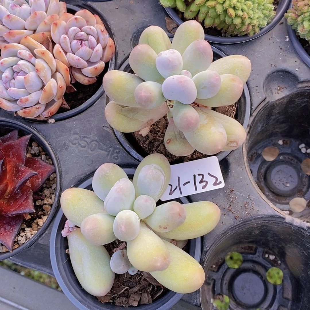 21-132- 瑕疵米可奶福利一颗 量拍