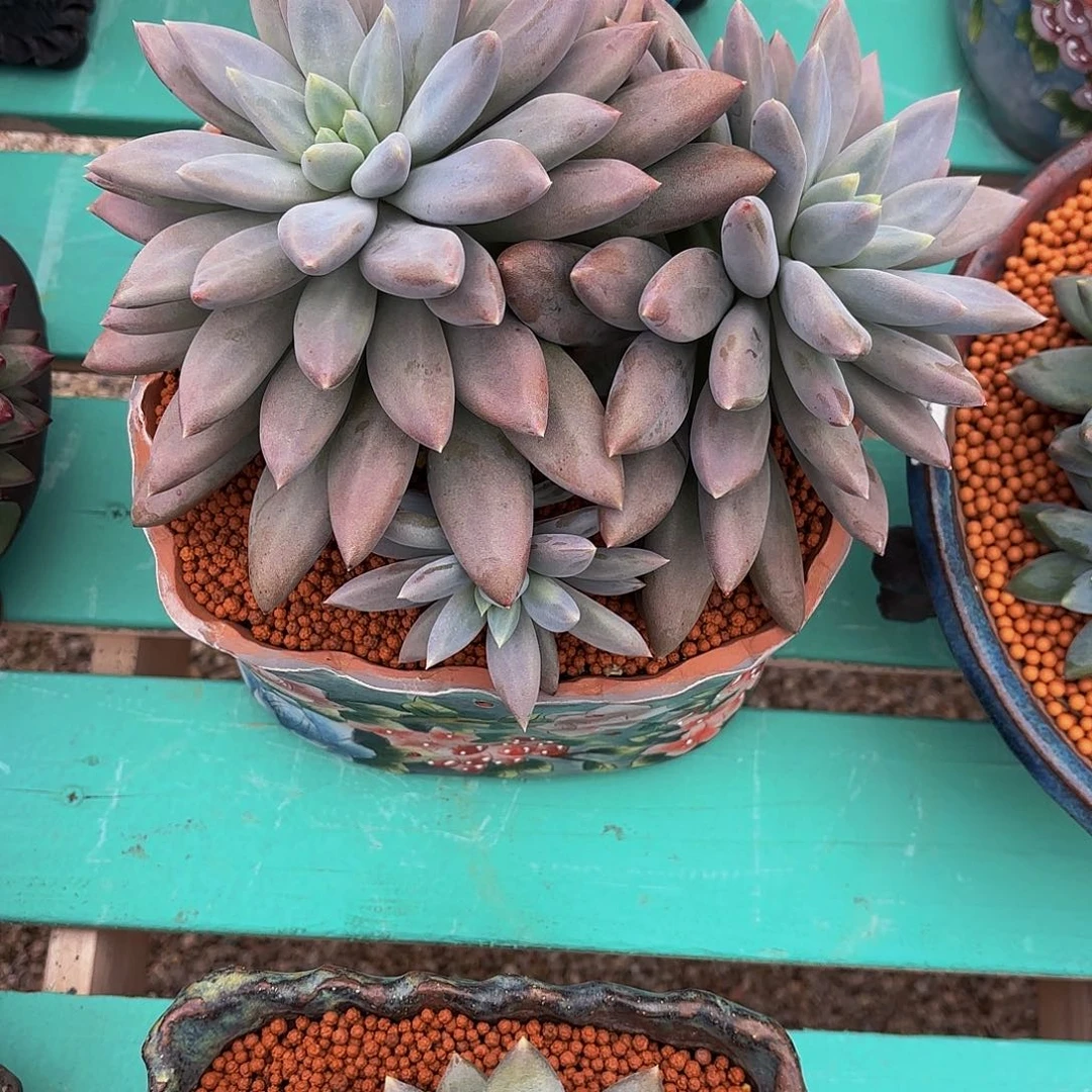 守*小小弟精品多肉哥特