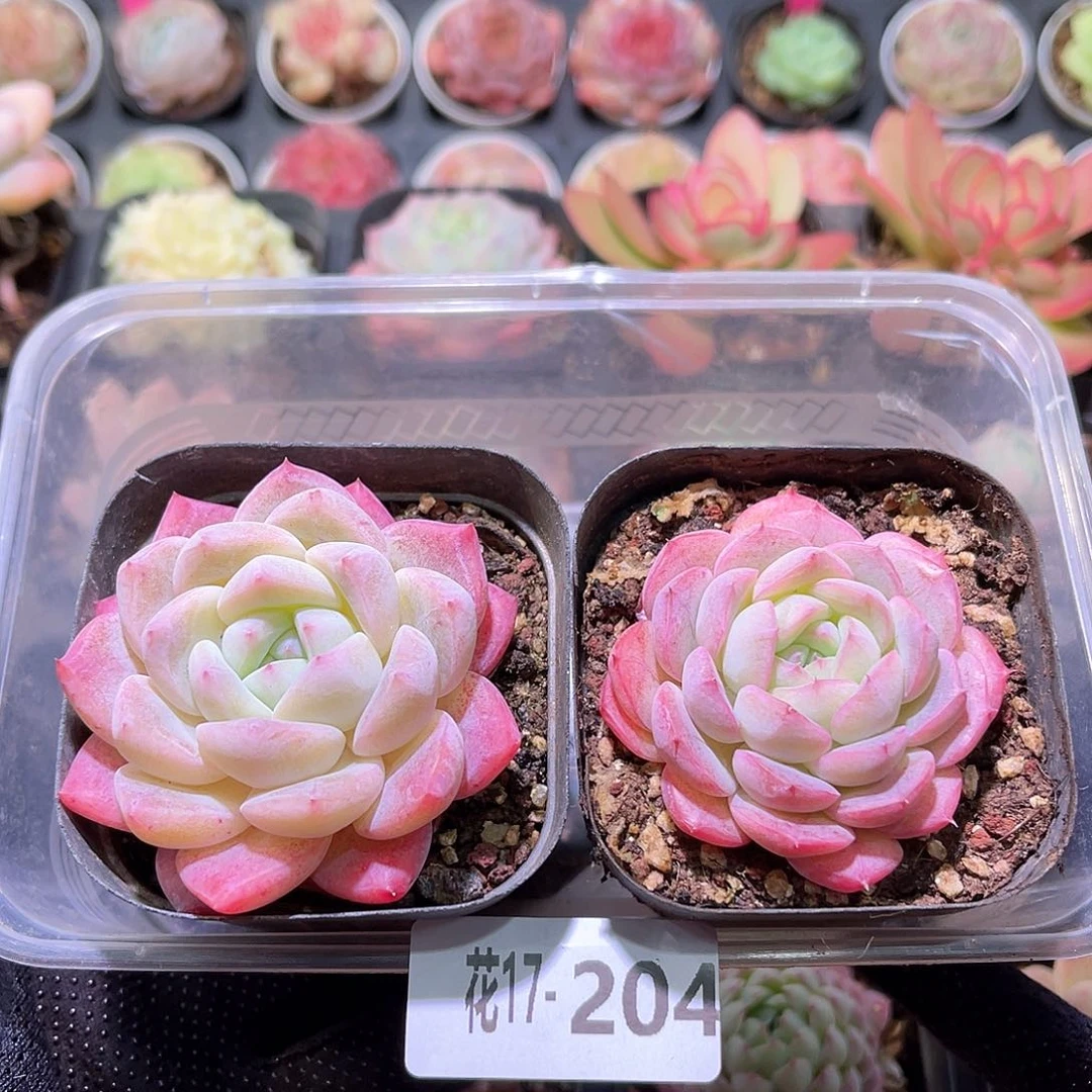 花利美17-204新品➕白桃汽水