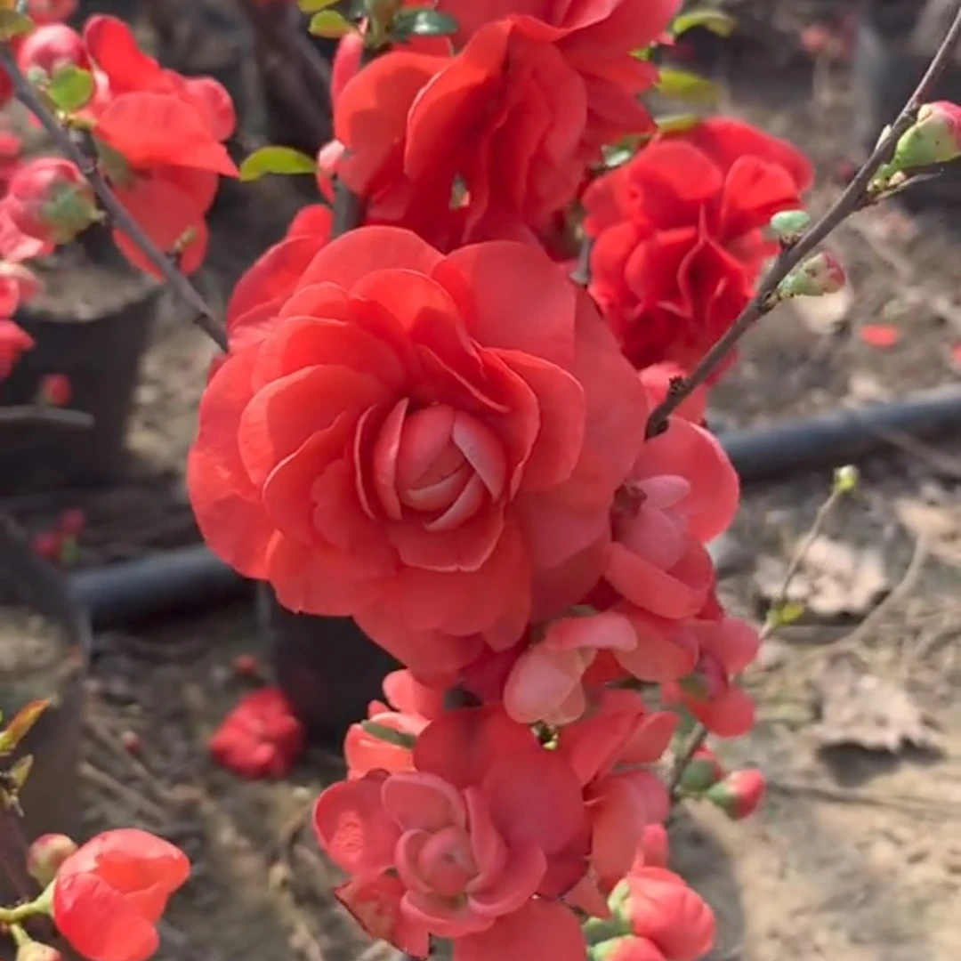 【梦绘卷海棠】原生扦插海棠盆景