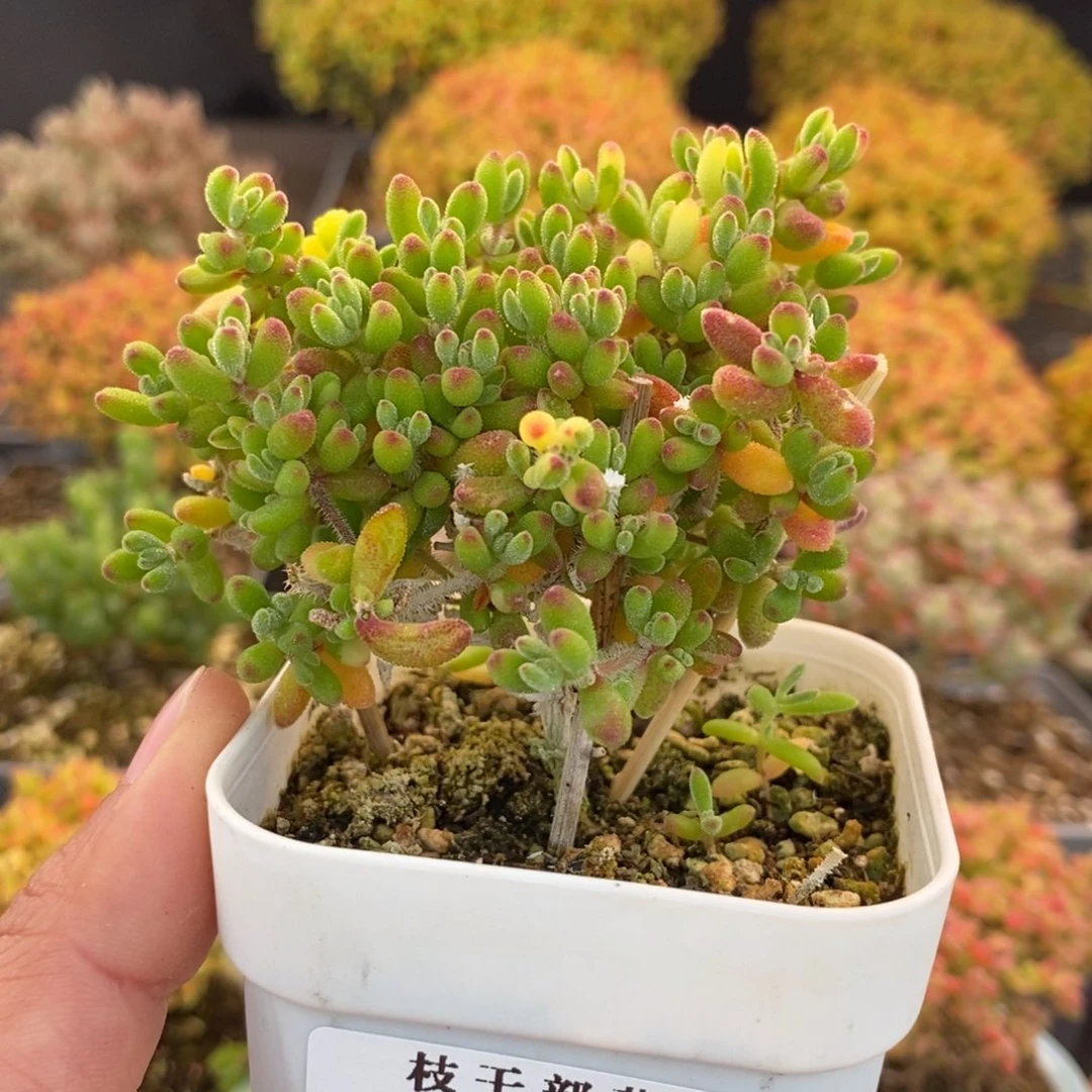 *****244红宝石 。