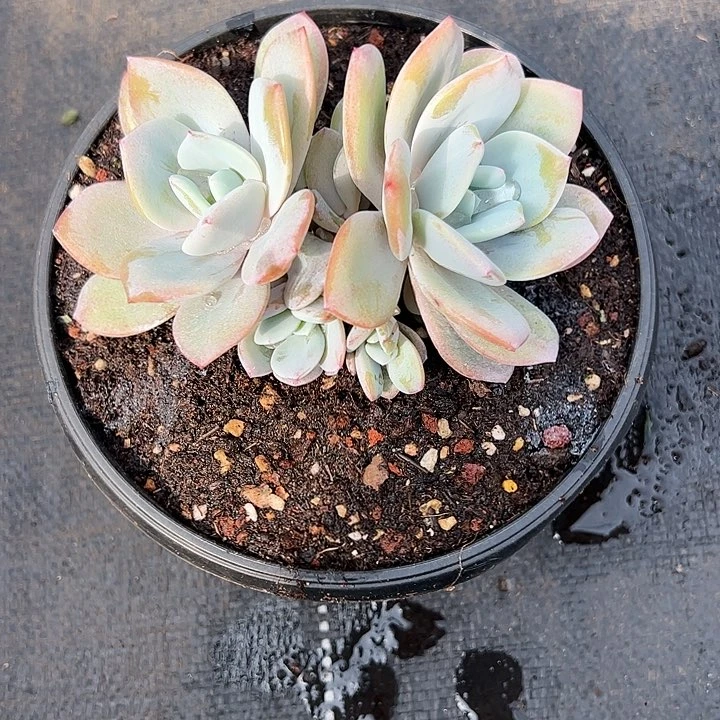 【闪购商品】奶茶7头