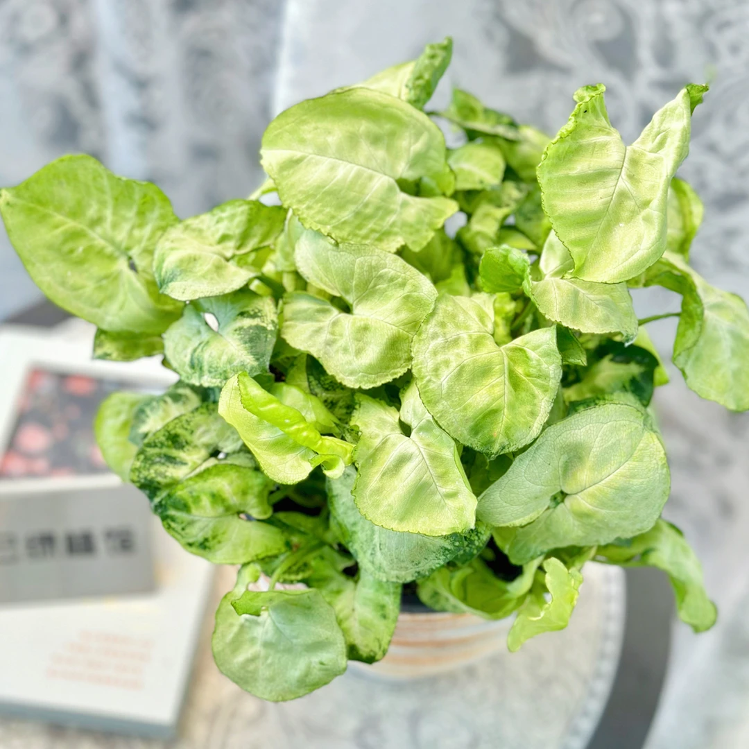 迷你绿精灵合果芋盆栽室内桌面水培绿植增添家居绿意