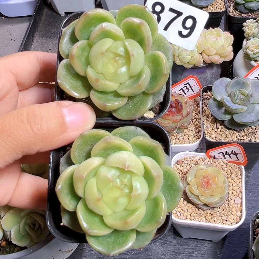 肥***桑879 玉玊 满18包邮