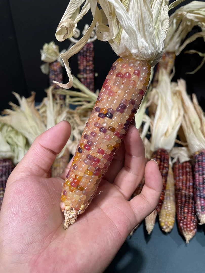 文玩玉米手工加固瓶纯手工