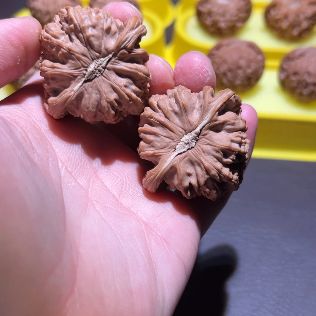 核桃42白狮子红皮卡姿兰