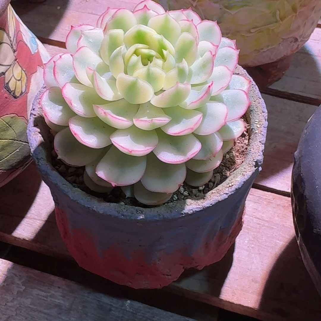 白梦幻玫瑰锦多肉多肉