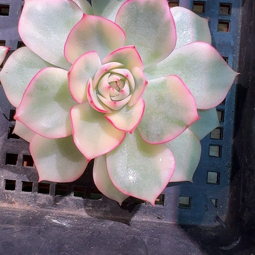 粉色提示锦多肉多肉