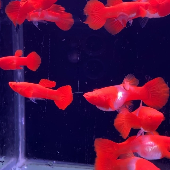 孔雀鱼分水5对孔雀