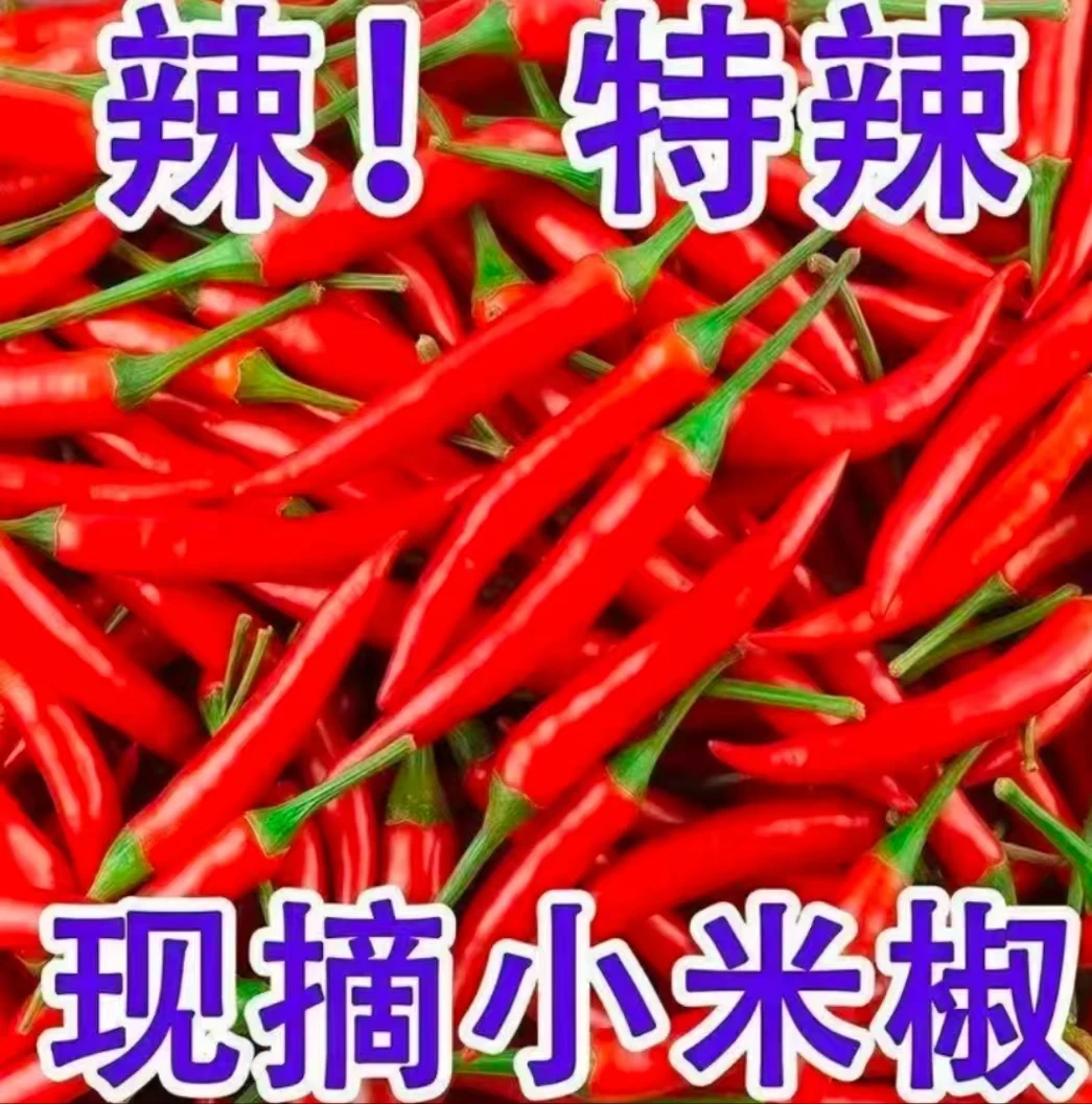 【红小米辣】新鲜现摘特辣小米辣餐饮调味的优质蔬菜辣椒
