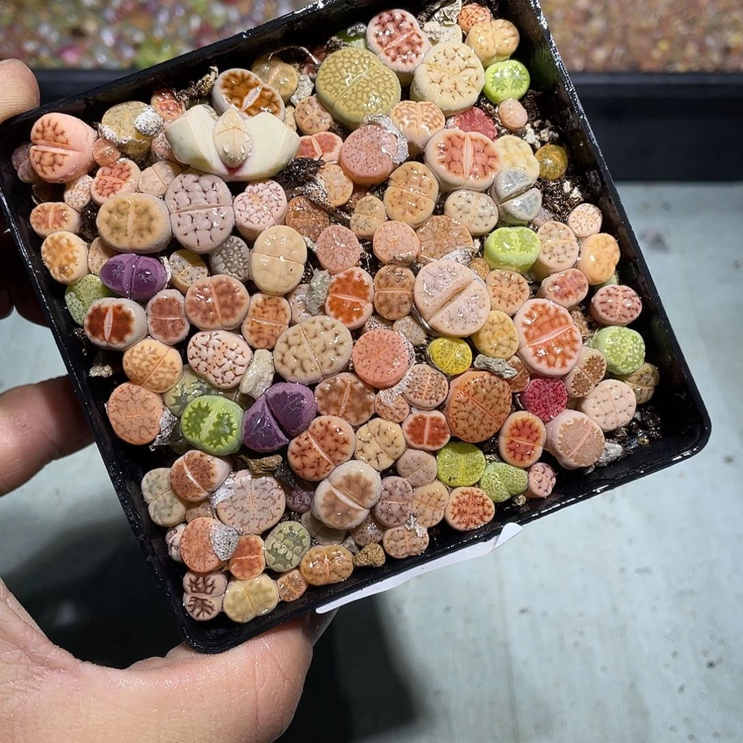 当天凑满十八元包邮922