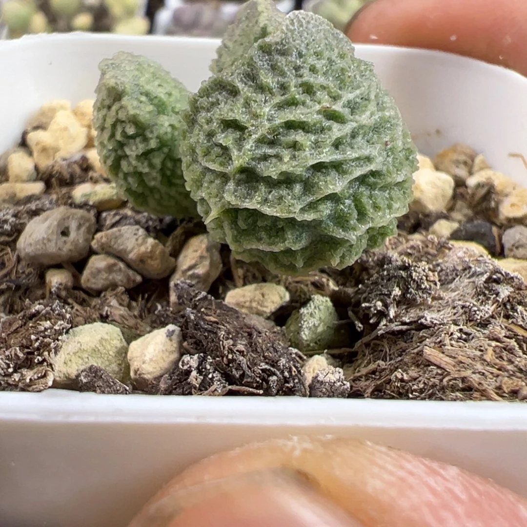 实生新品多肉植物水泡多肉植物