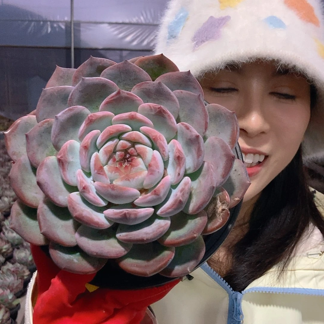 大单头海洋之心挑大的