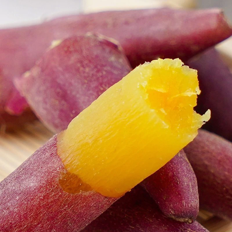 【手指薯】临安天目山小香薯品种现挖农家板栗番薯红薯红薯板栗薯