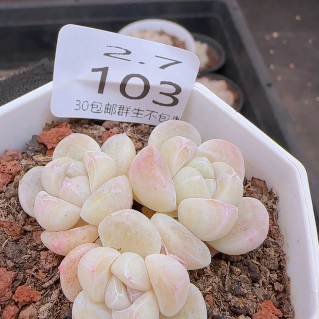 冰玉三头白体老桩