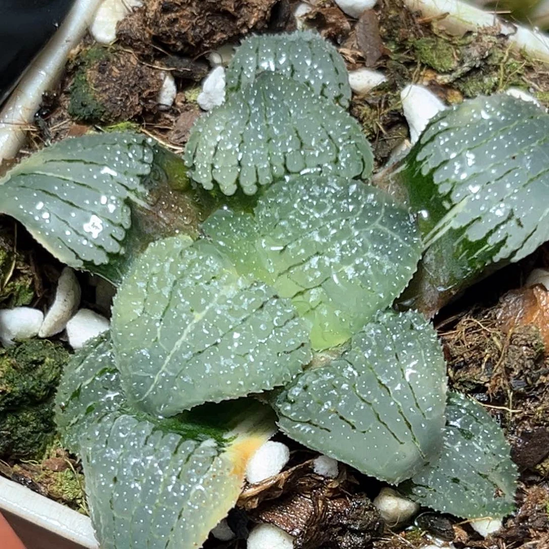 恭喜发财大吉大利2622