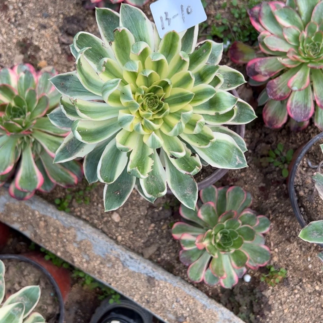 18青连多肉多肉多肉