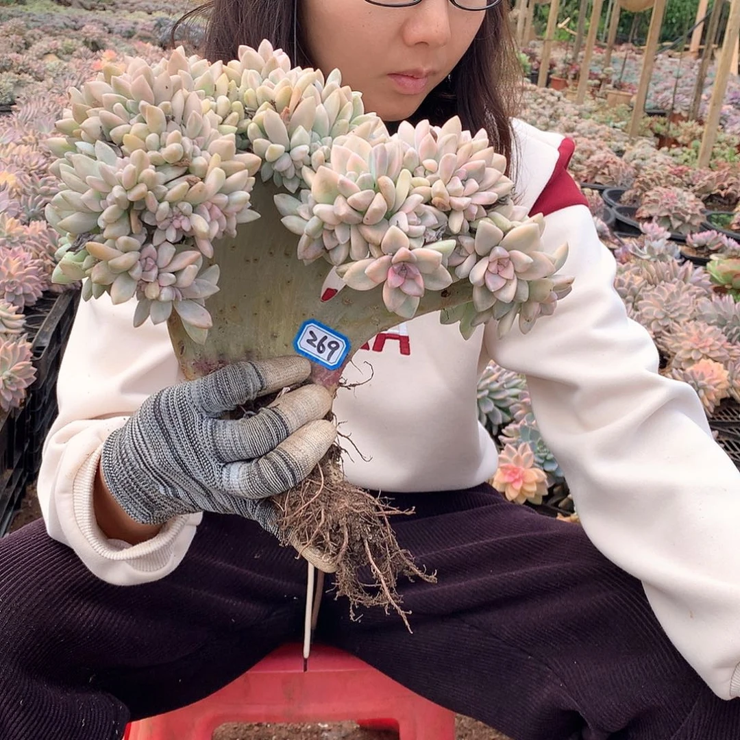 269 淡雪锦 一物一拍多肉植物