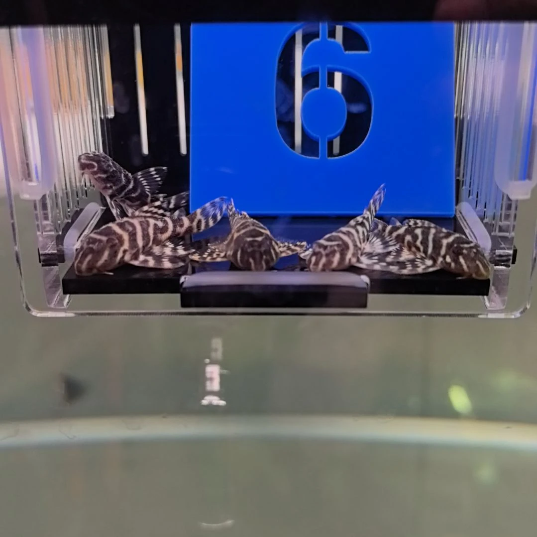 清道夫6 号，黄金帝王迷宫 333，5 条，包邮包损